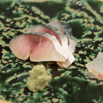 寿司処静 - 近海物の〆鯖