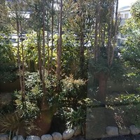 スポンタネ - 
