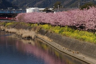 Shunnoaji Tanaka - 河津桜