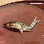 松川 - 小さな巨人