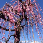 夢屋 菜の花 - 原梅林の枝垂れ紅梅