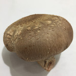 ポルコ・ロッソ - 