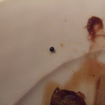 コート ドール - Dec, 2010