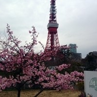 中国料理 陽明殿 - 