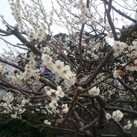 中国料理 陽明殿 - 