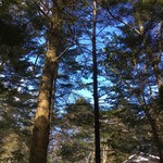 武田そば 風林茶家 - 軽井沢