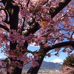 肉の石川 - 河津桜と富士山