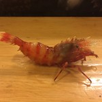 郷土料理 おが - ゴジラ海老！！