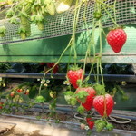 館山いちご狩りセンター - 