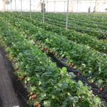 館山いちご狩りセンター - 