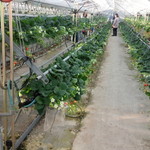 館山いちご狩りセンター - 