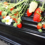 館山いちご狩りセンター - 