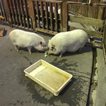 とんとん農場レストラン - ミニ豚牧場