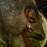 もとみや - これが兜焼き！！