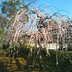 おまけ　枝垂れ梅