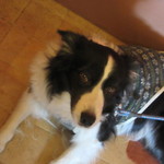 Mar - アルビーくん！