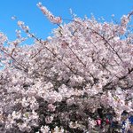 フレンチ サクラ - 快晴で満開の美しい桜です