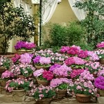 リストランテASO - 中庭