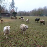 La Petite Venise - 羊と戯れる