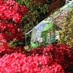 すぎやま食堂 - 大山ケーブルと紅葉