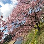 なごみ詩 - ”みなみの桜と菜の花まつり”会場にて　2017.2