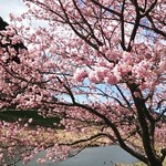 なごみ詩 - ”みなみの桜と菜の花まつり”会場にて　2017.2