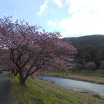 なごみ詩 - ”みなみの桜と菜の花まつり”会場にて　2017.2