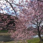 なごみ詩 - ”みなみの桜と菜の花まつり”会場にて　2017.2