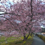 なごみ詩 - ”みなみの桜と菜の花まつり”会場にて　2017.2