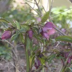 ウシマル - クリスマスローズ