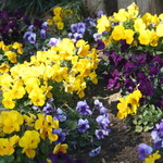 ウシマル - お庭のパンジー