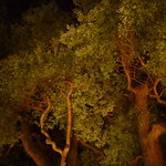 マノワール・ディノ - 