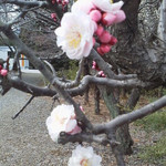 そば舎 あお - 梅かな？