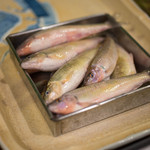 うを徳 - 琵琶鰉（びはひがい）