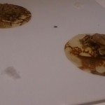 マルゴット エ バッチャーレ - 