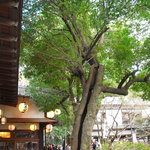 Jindaiji Soba Aokiya - 【2011.01　初訪】　大きな木が目印