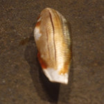 寿し おおはた - 