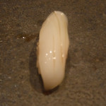 寿し おおはた - 