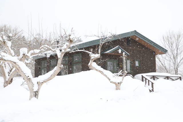 ネコ ト コトリ テイ