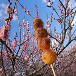 Namikiya - 桜も梅も蝋梅も時期により様々な楽しみがある航空公園の梅と。