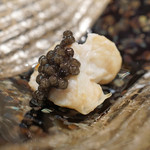 三谷 - 山口県産のトラフグの白子　ベルーガキャビアを添えて　Champagne Launois Père et Fils Grand Cru Blanc de Blancs Brut Spécial Club を合わせて