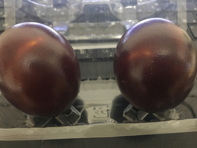 有限会社わたなべ - 庭坂（その他）の写真