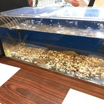 美よし野寿司 - 生簀