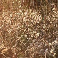 並木橋なかむら - 