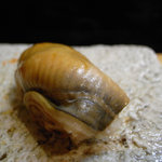 日本橋橘町　都寿司 - 穴子（つめ）