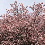 翔天亭 - 2017/03 ３月の上旬だけど、ちょうど、カンヒザクラ（寒緋桜）が咲き始めていました