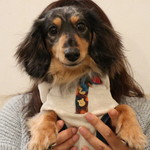 プチホテル・フットルース - ワンコと一緒に食事♪