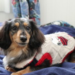 プチホテル・フットルース - ワンコと一緒にお泊り♪