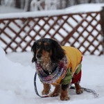 プチホテル・フットルース - ドッグラン