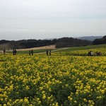 あわじ花さじき - 菜の花が満開～♬